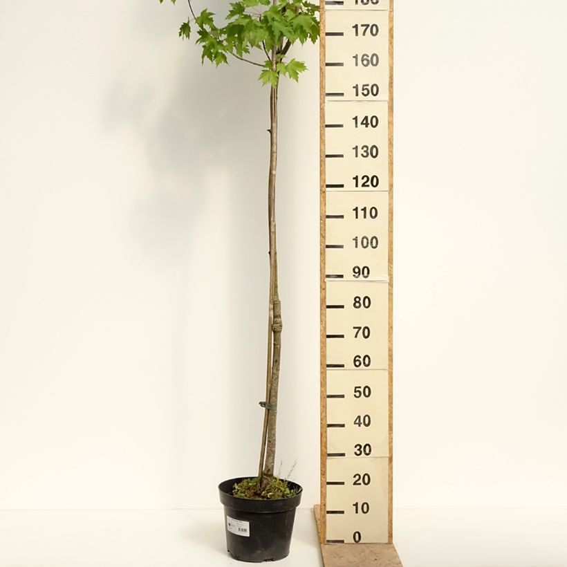 Amostra de Bordo-vermelho Sekka - Acer rubrum Vaso de 4 L/5 L tal como entregue na primavera