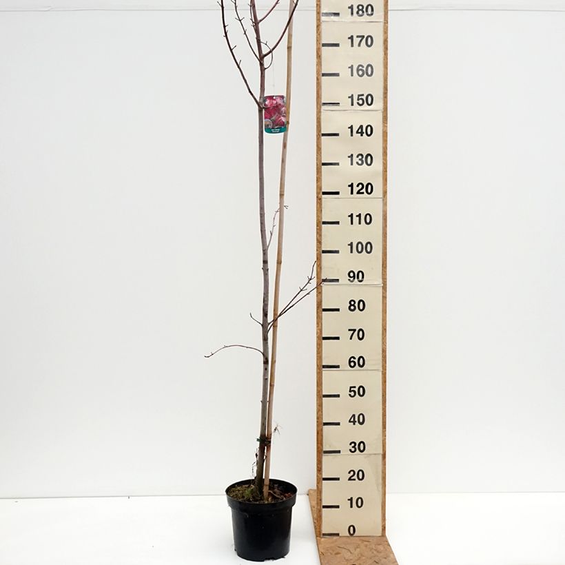 Amostra de Bordo-vermelho Somerset - Acer rubrum Vaso de 7,5 L/10 L tal como entregue no outono
