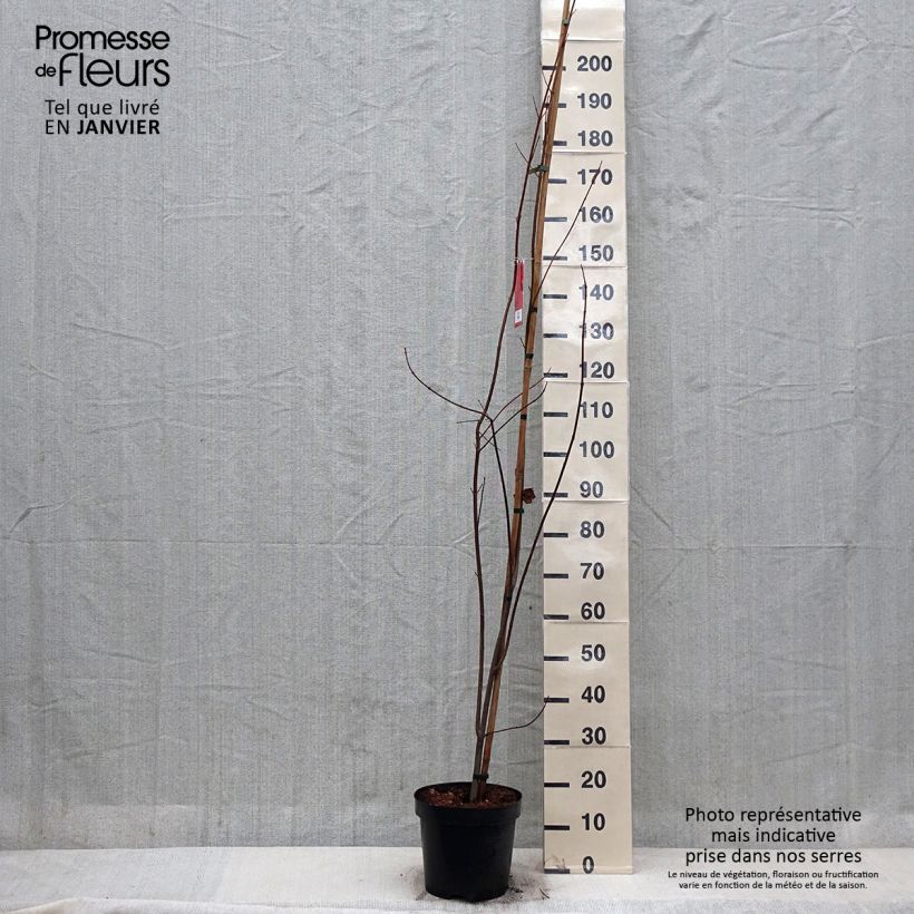 Amostra de Acer rubrum Sun Valley - Érable rouge Vaso de 7,5 L/10 L tal como entregue no inverno