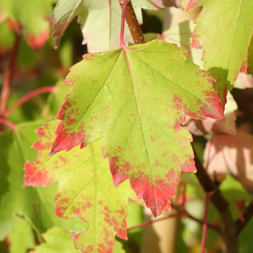 Bordo-vermelho Sun Valley - Acer rubrum (Folhagem)