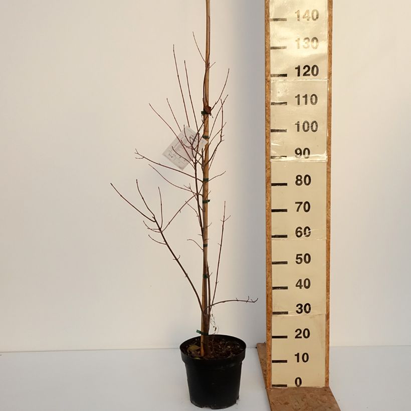 Amostra de Bordo-vermelho Sun Valley - Acer rubrum Vaso de 7,5 L/10 L, Brasão tal como entregue no outono