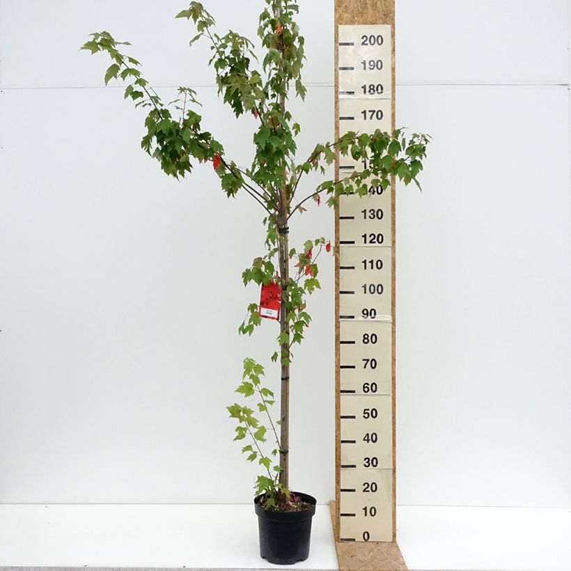 Amostra de Bordo-vermelho Sun Valley - Acer rubrum Vaso de 7,5 L/10 L, Brasão tal como entregue no verão