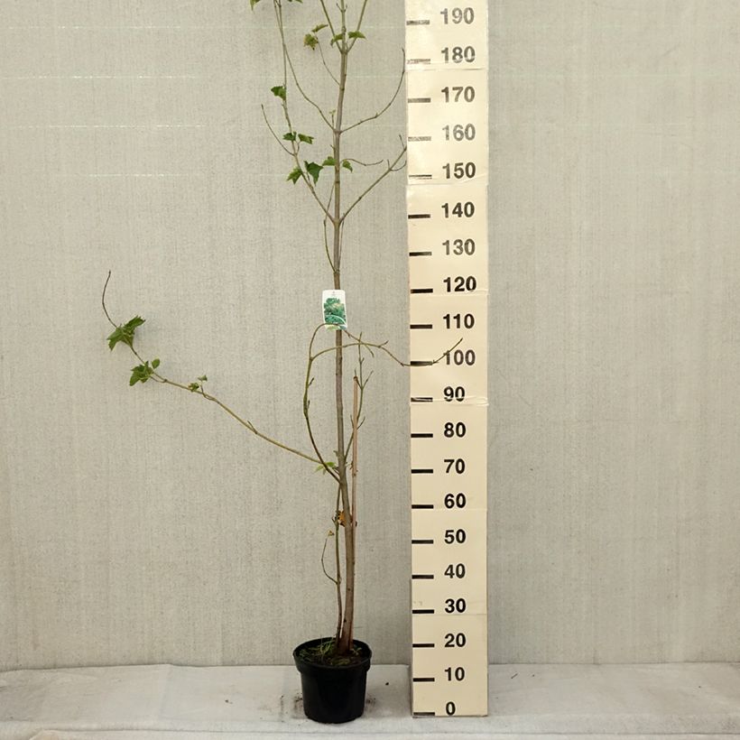 Amostra de Bordo pele de serpente - Acer rufinerve Vaso de 4 L/5 L tal como entregue no outono