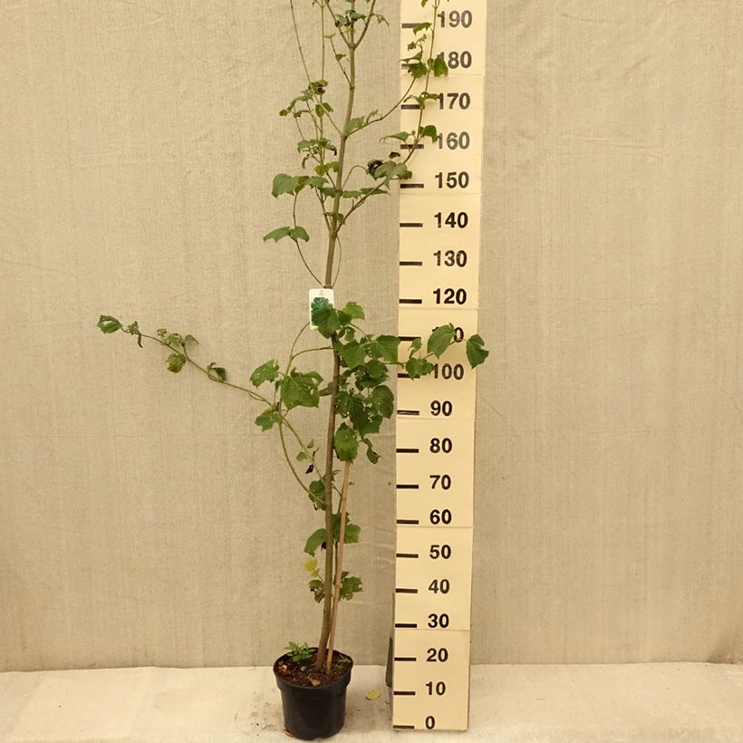 Amostra de Bordo pele de serpente - Acer rufinerve Vaso de 4 L/5 L tal como entregue no verão