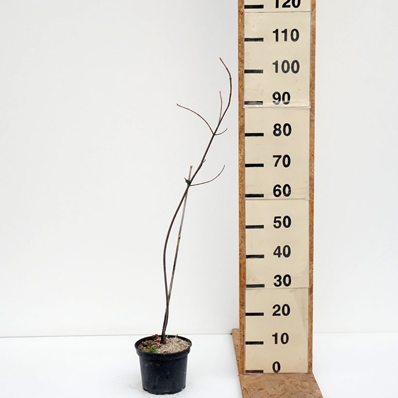 Amostra de Ácer-prata Laciniatum Wieri - Acer saccharinum Vaso de 3 L/4 L tal como entregue no outono