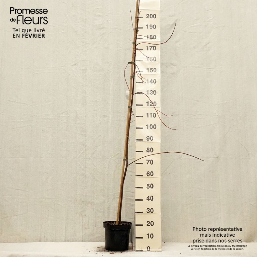 Amostra de Acer saccharinum Laciniatum Wieri - Érable argenté Vaso de 3 L/4 L tal como entregue no inverno