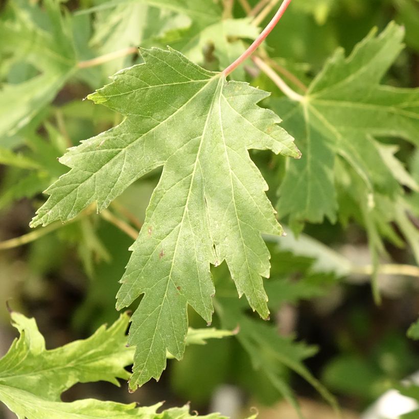 Ácer-prata Laciniatum Wieri - Acer saccharinum (Folhagem)