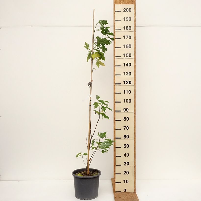 Amostra de Ácer-prata Pyramidale - Acer saccharinum Vaso de 12 L/15 L tal como entregue no outono