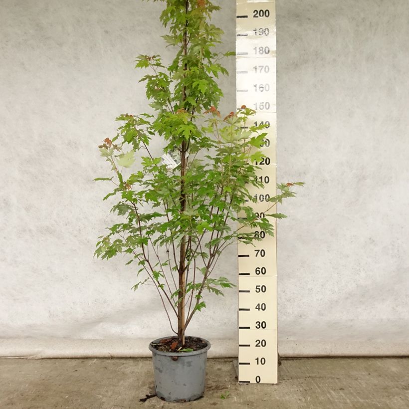 Amostra de Ácer-prata Pyramidale - Acer saccharinum Vaso de 12 L/15 L tal como entregue no verão