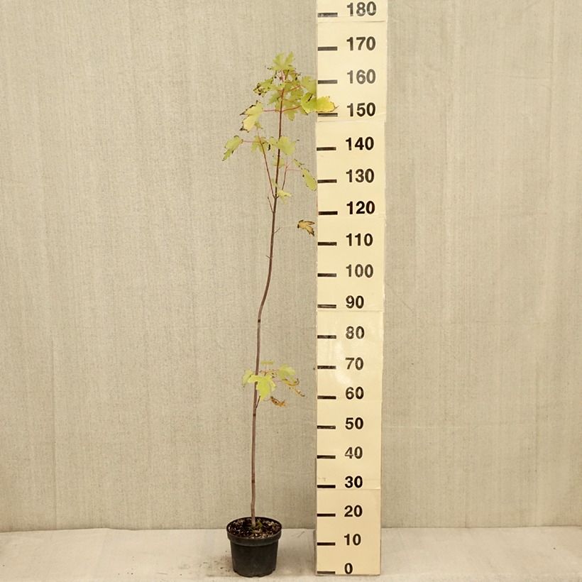 Amostra de Ácer-prata Pyramidale - Acer saccharinum Vaso de 3 L/4 L tal como entregue no outono