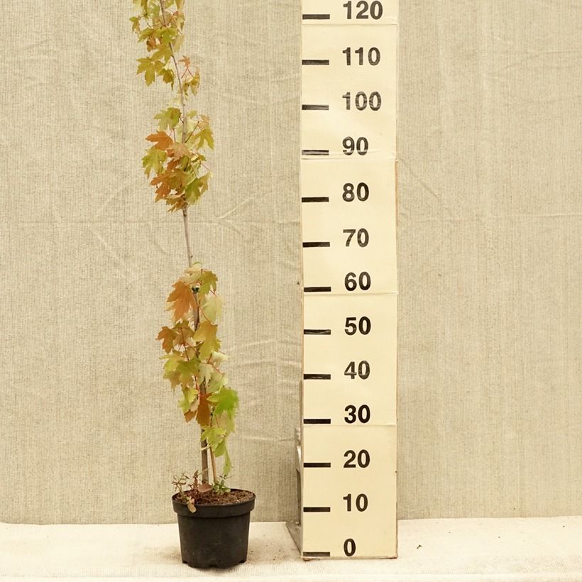 Amostra de Ácer-prata Pyramidale - Acer saccharinum Vaso de 3 L/4 L tal como entregue no verão