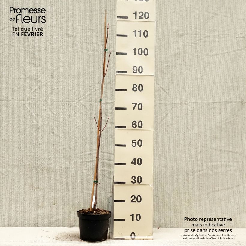 Amostra de Acer saccharinum Pyramidale - Érable argenté Vaso de 3 L/4 L tal como entregue no inverno