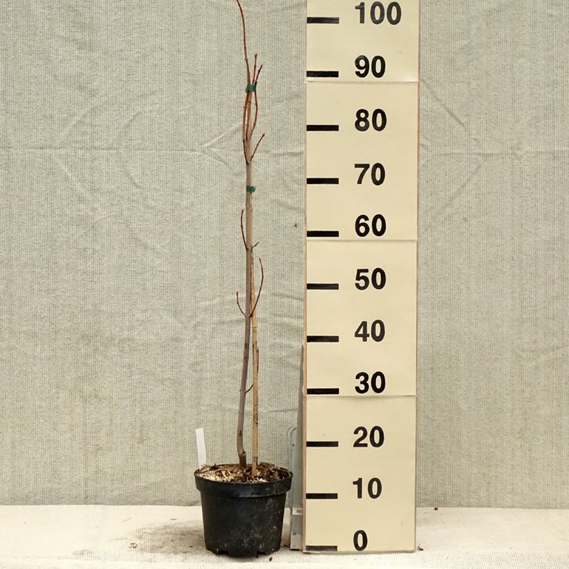 Amostra de Ácer-prata Pyramidale - Acer saccharinum Vaso de 3 L/4 L tal como entregue na primavera