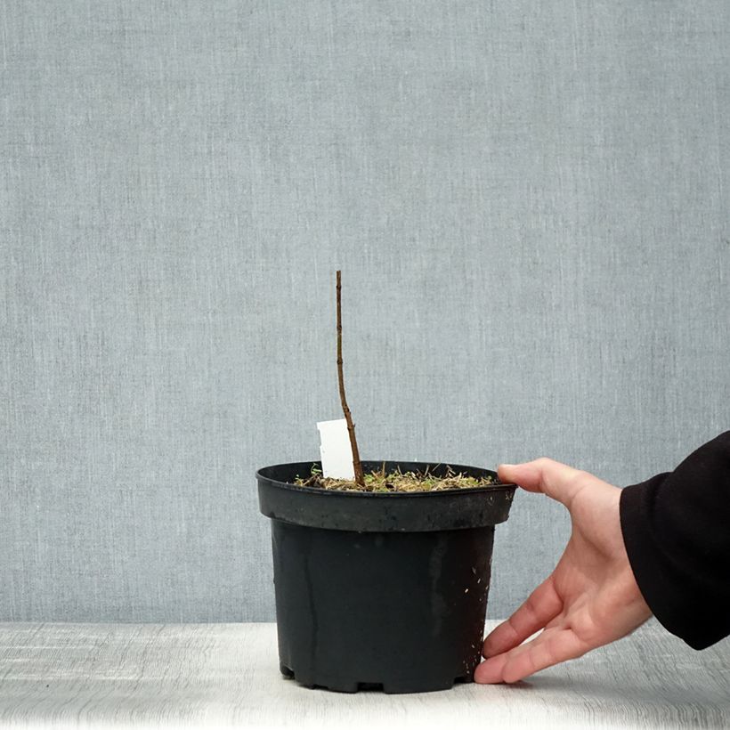 Amostra de Bordo-açucareiro  - Acer saccharum Vaso de 3 L/4 L tal como entregue no outono