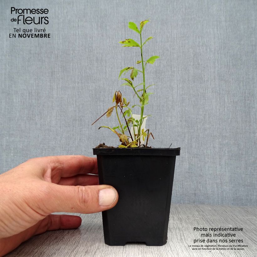 Amostra de Levisticum officinale Vaso de 8/9 cm tal como entregue no outono
