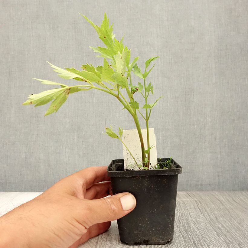 Amostra de Levisticum officinale Vaso de 8/9 cm tal como entregue no verão