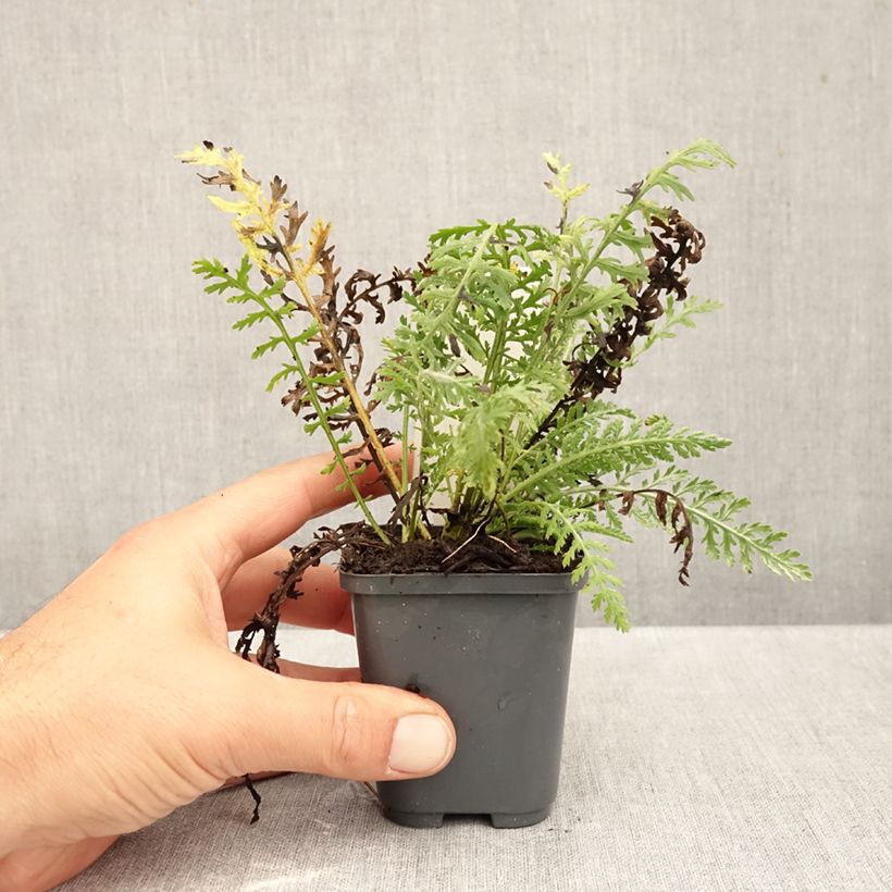 Amostra de Achillea clypeolata Vaso de 8/9 cm tal como entregue no outono