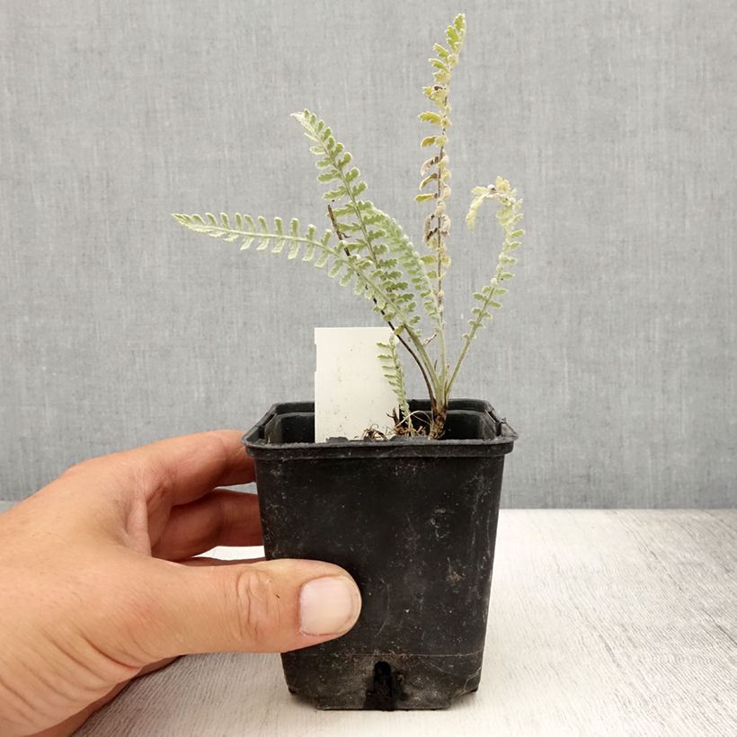 Amostra de Achillea clypeolata Vaso de 8/9 cm tal como entregue no verão