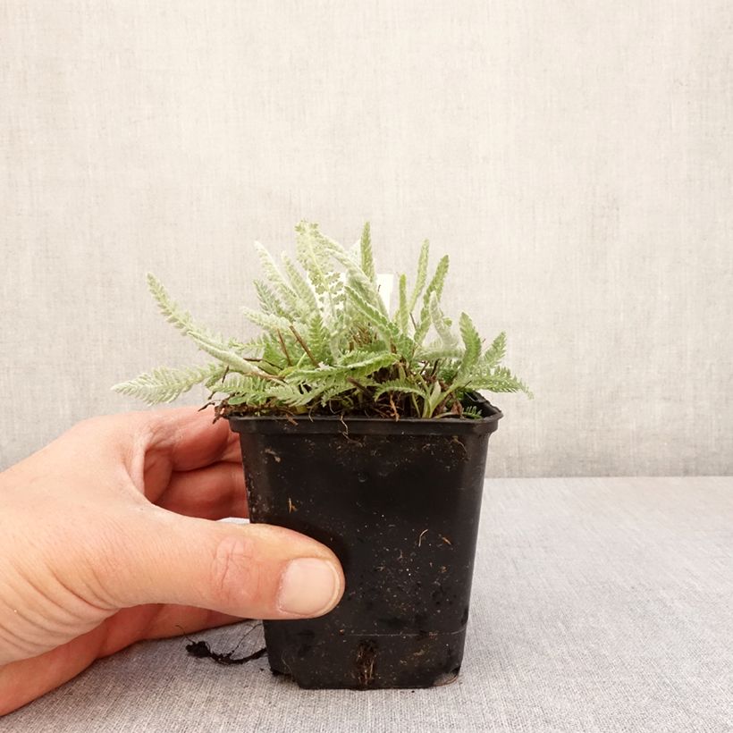 Amostra de Achillea clypeolata Vaso de 8/9 cm tal como entregue na primavera