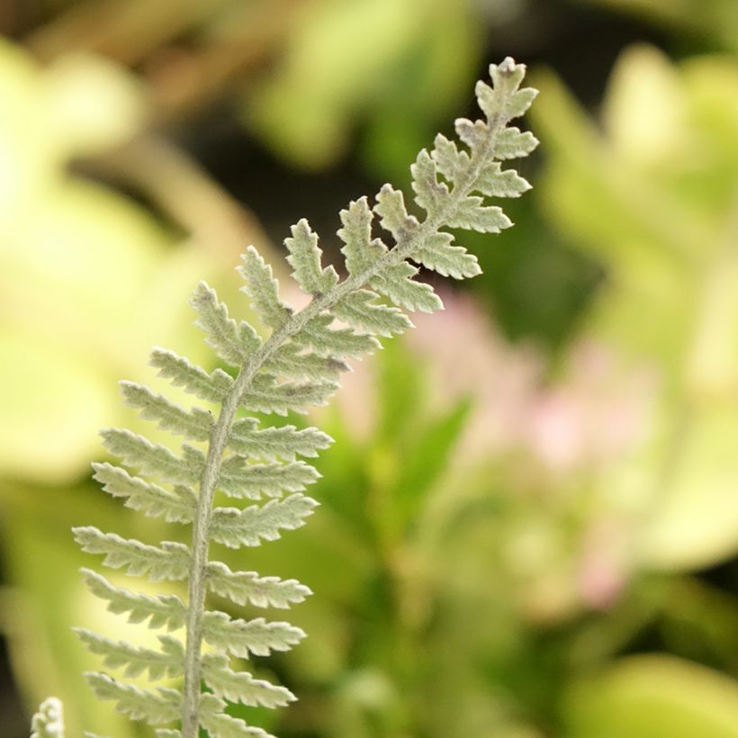 Achillea clypeolata (Folhagem)