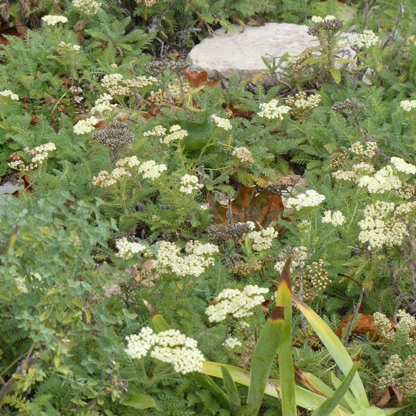 Achillea crithmifolia (Hábito)