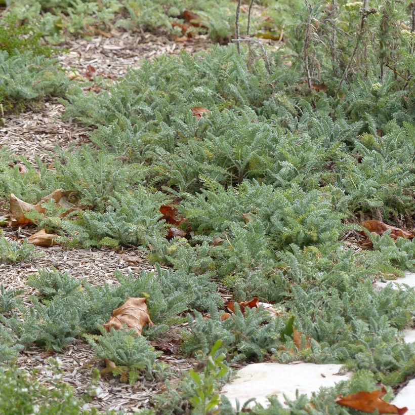 Achillea crithmifolia (Folhagem)