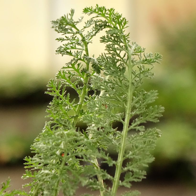 Achillea Little Moonshine (Folhagem)