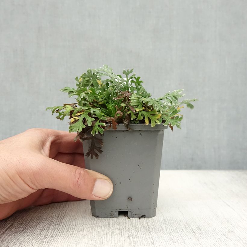Amostra de Achillea × kellereri Vaso de 8/9 cm tal como entregue no outono