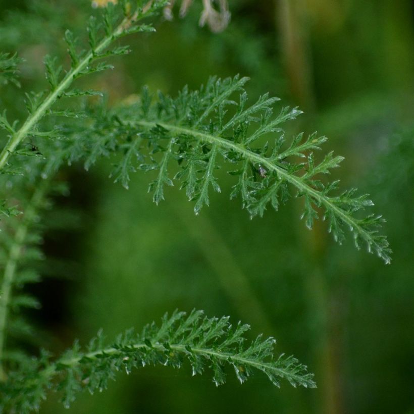 Achillea millefolium Wonderful Wampee (Folhagem)