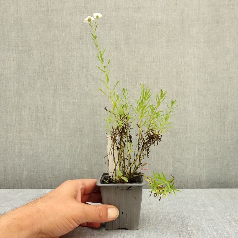 Amostra de Achillea ptarmica Boule de Neige Vaso de 8/9 cm tal como entregue no verão