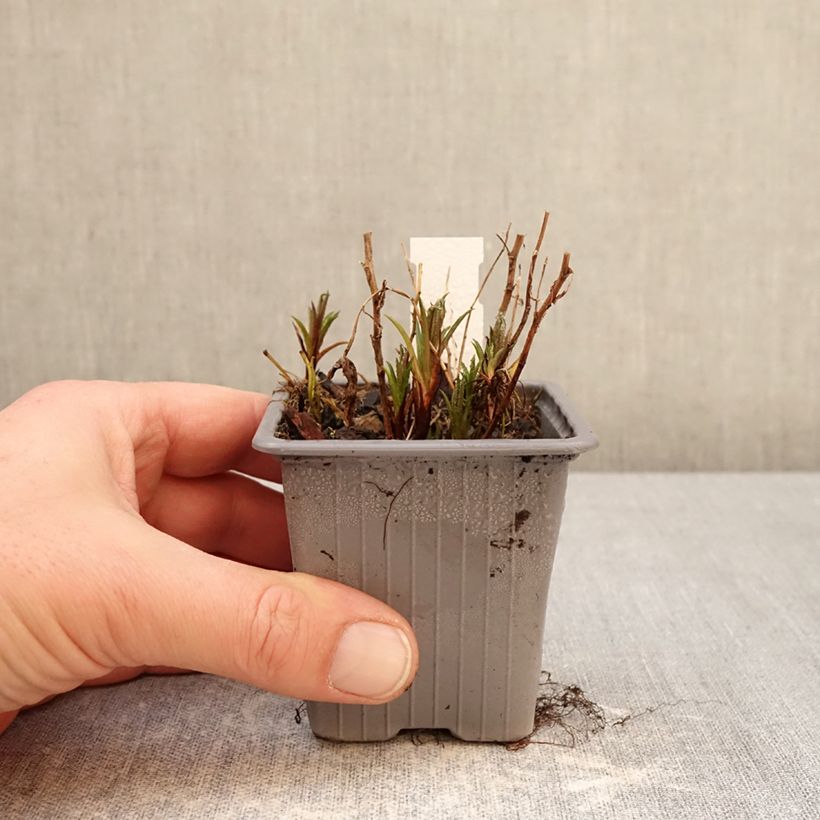 Amostra de Achillea ptarmica Boule de Neige Vaso de 8/9 cm tal como entregue no inverno