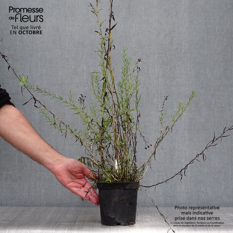 Amostra de Achillea ptarmica Boule de Neige Vaso de 2 L/3 L tal como entregue no outono