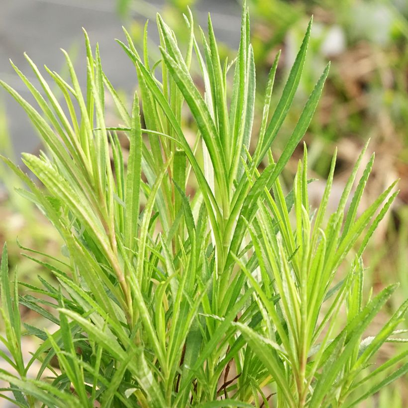Achillea ptarmica (Folhagem)