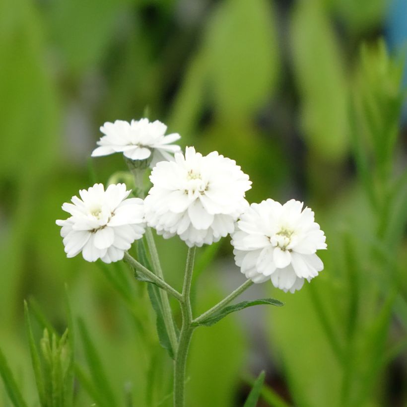 Achillea ptarmica (Floração)
