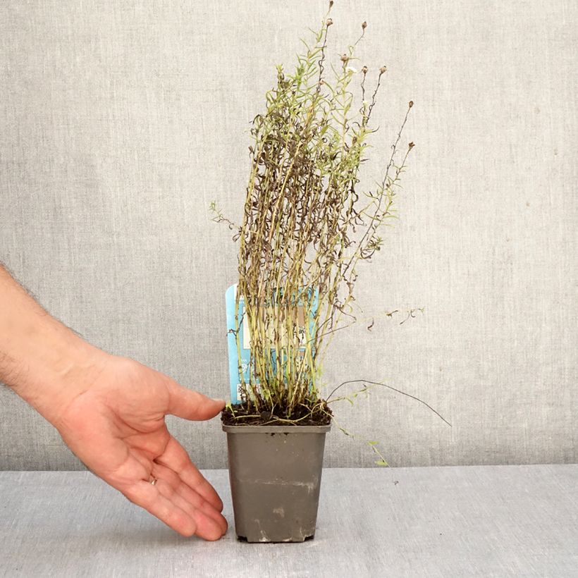 Amostra de Achillea ptarmica Vaso de 8/9 cm tal como entregue no outono