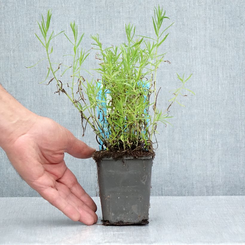 Amostra de Achillea ptarmica Vaso de 8/9 cm tal como entregue no verão