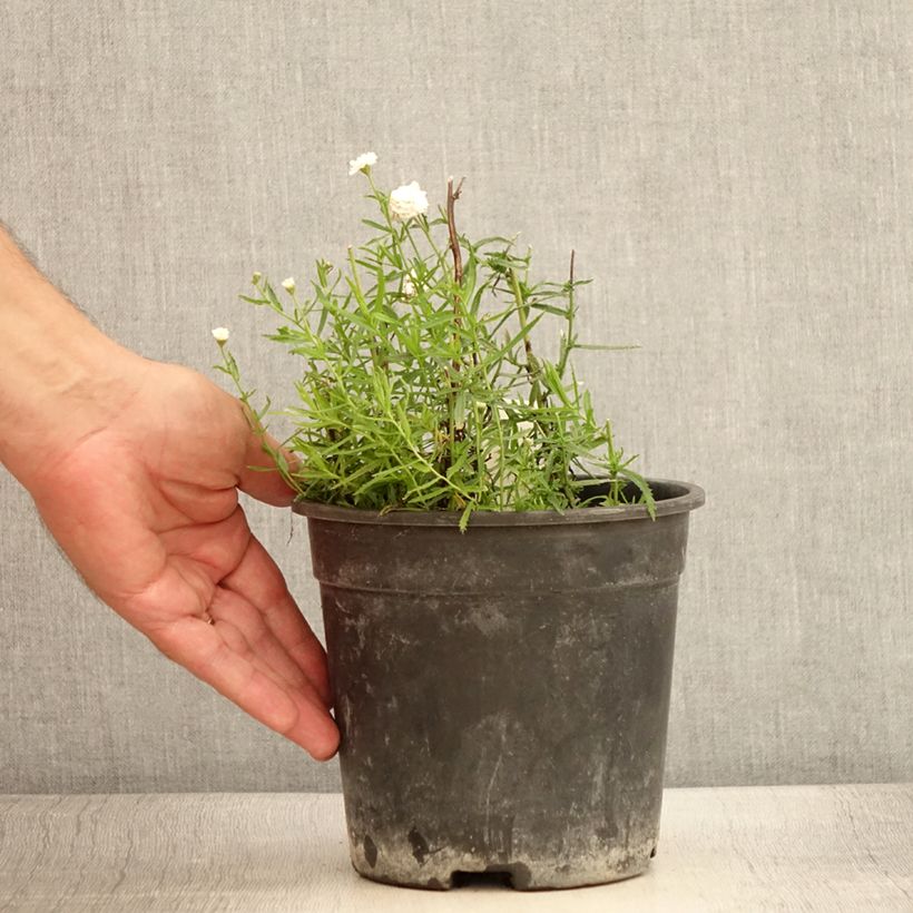 Amostra de Achillea ptarmica Diadem Vaso de 2 L/3 L tal como entregue no verão
