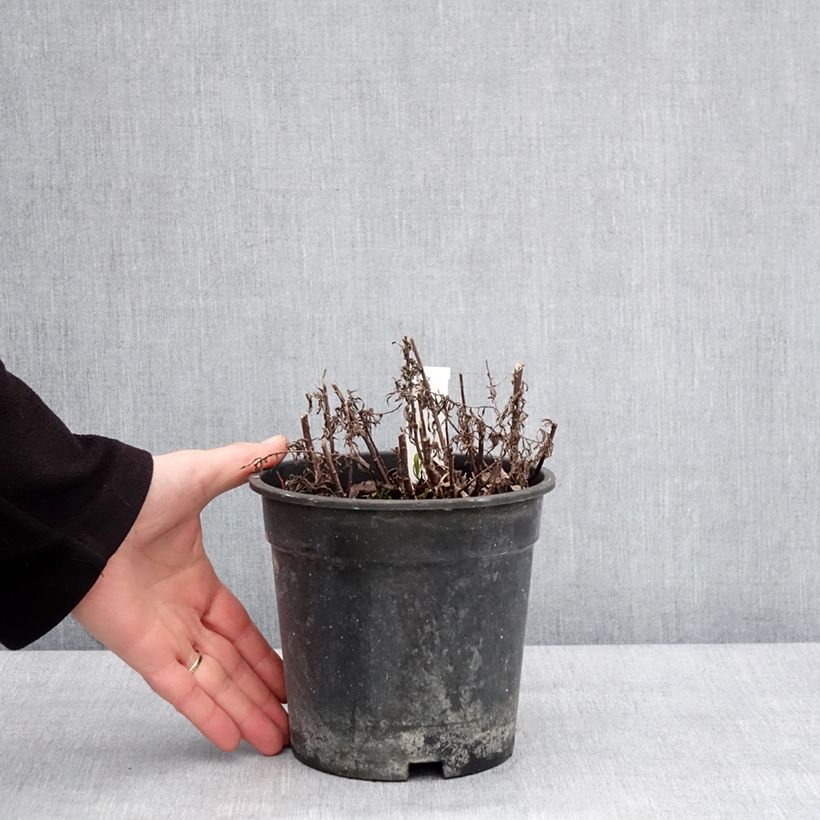 Amostra de Achillea ptarmica Diadem - Bouton d'argent Pot de 2L/3L tal como entregue no inverno