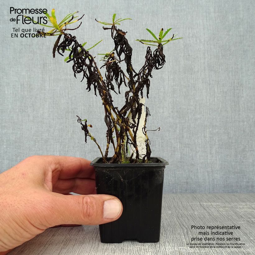 Amostra de Achillea sibirica var. camtschatica Love Parade Vaso de 8/9 cm tal como entregue no outono