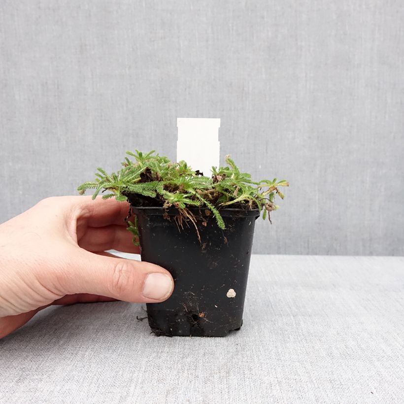 Amostra de Achillea tomentosa Aurea Vaso de 8/9 cm tal como entregue no inverno
