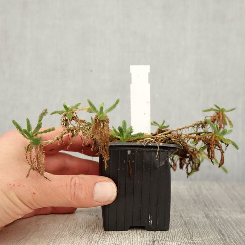 Amostra de Achillea tomentosa Aurea Vaso de 8/9 cm tal como entregue na primavera