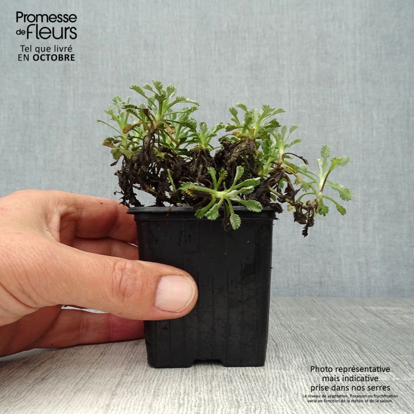 Amostra de Achillea umbellata Vaso de 8/9 cm tal como entregue no outono