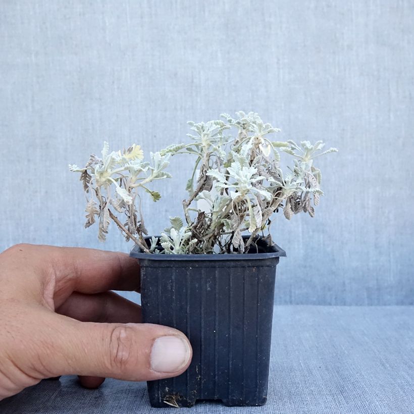 Amostra de Achillea umbellata Vaso de 8/9 cm tal como entregue no verão