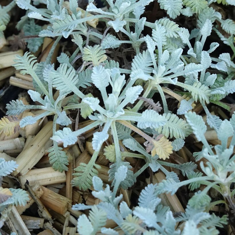 Achillea umbellata (Folhagem)
