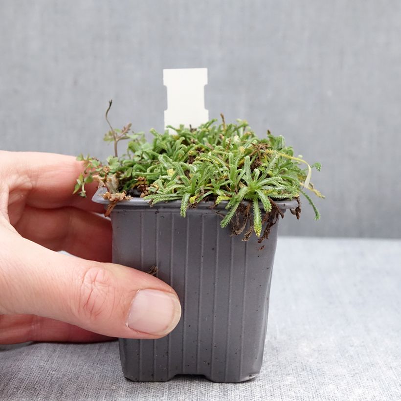 Amostra de Achillea King Edward Vaso de 8/9 cm tal como entregue no inverno