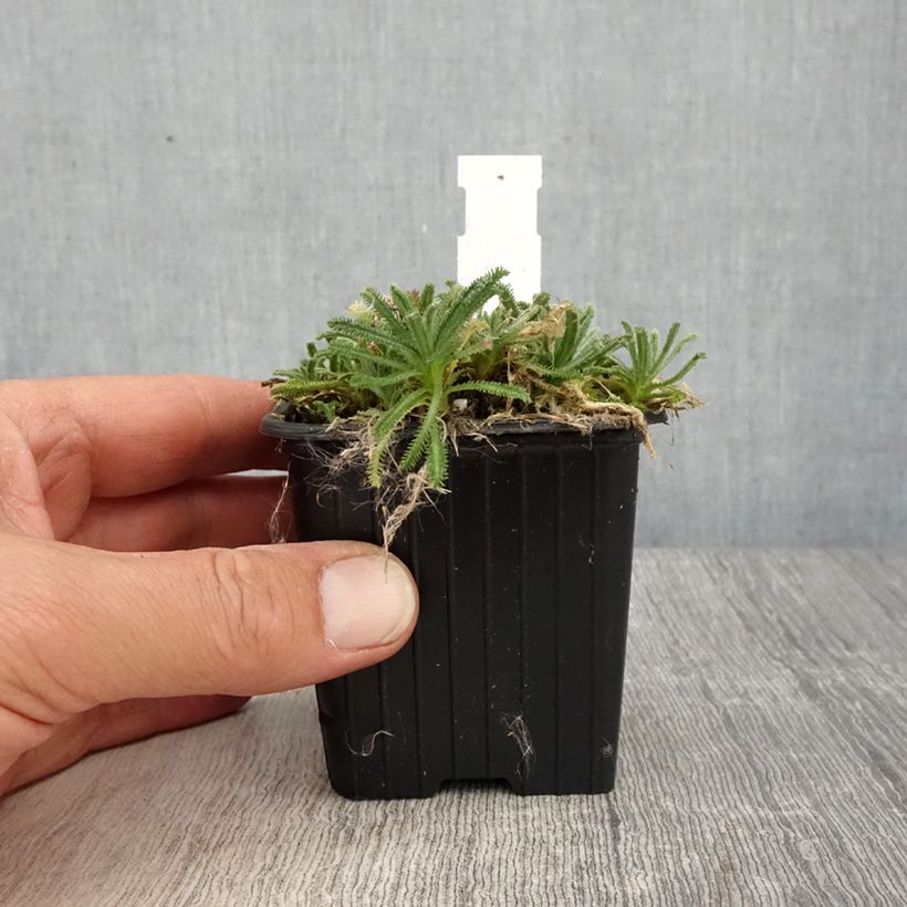 Amostra de Achillea x lewisii King Edward - Achillée Vaso de 8/9 cm tal como entregue na primavera