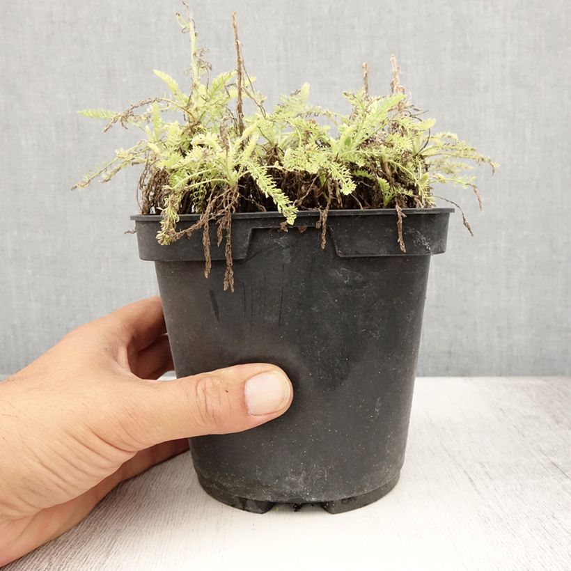 Amostra de Achillea crithmifolia Vaso de 2 L/3 L tal como entregue no verão