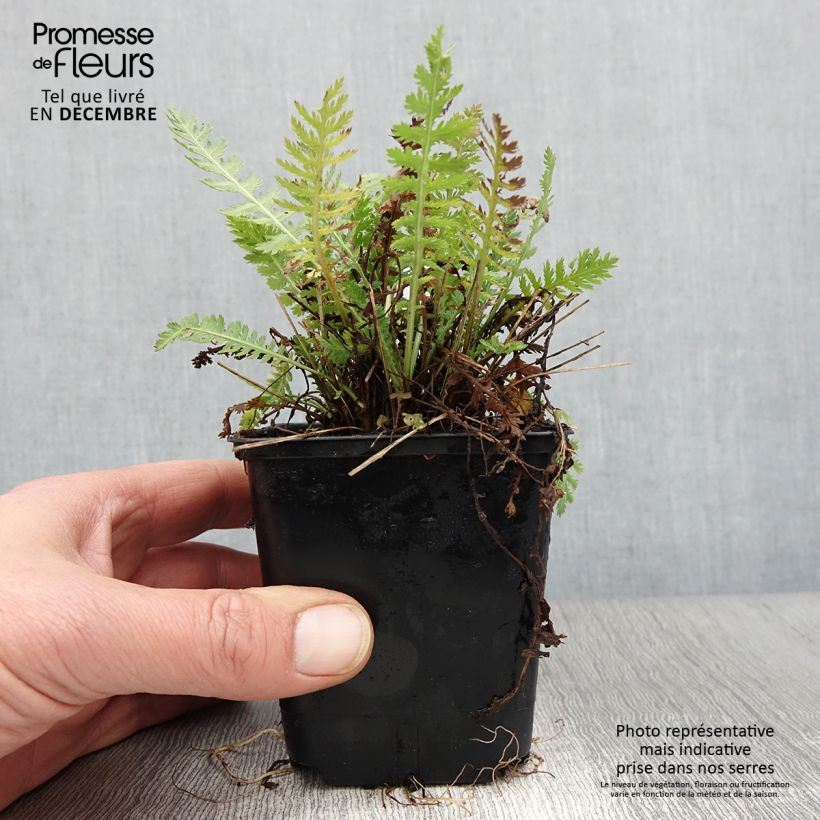 Amostra de Achillea filipendulina Parker's Variety Vaso de 8/9 cm tal como entregue no outono