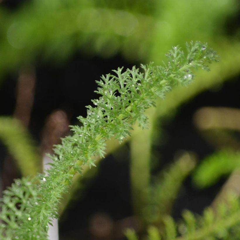 Achillea millefolium Apfelblute (Folhagem)