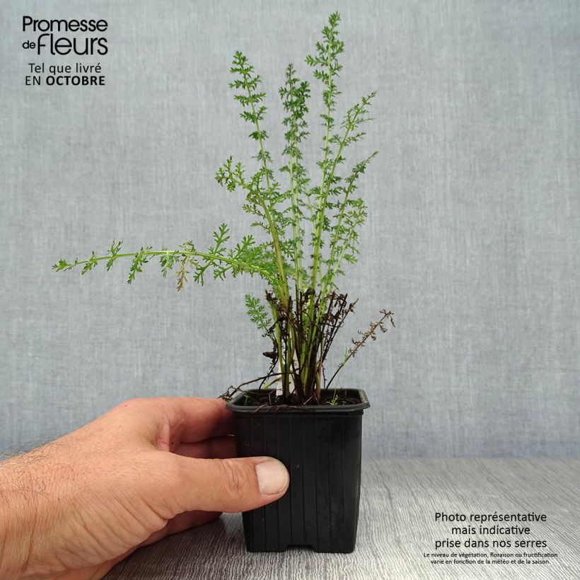 Amostra de Achillea Credo Vaso de 8/9 cm tal como entregue no outono